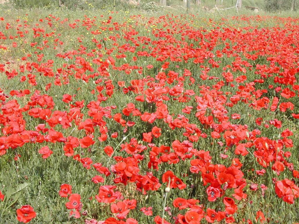 Agriturismo Selvella Radicofani Εξωτερικό φωτογραφία